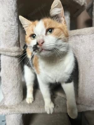 Melly - Die bunte Kuschelprinzessin sucht ein Zuhause