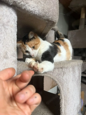 Melly - Die bunte Kuschelprinzessin sucht ein Zuhause