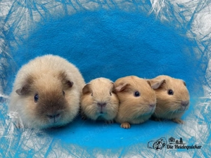 Abgabe Meerschweinchen, Kastrat, Erziehertier und Weibchen