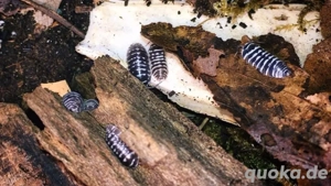12+ Armadillidium maculatum Rollasseln Asseln Zebrasseln 