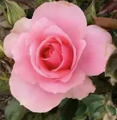Suche Frau bis 40 zum kuscheln für gegenseitige Massage und einen Handjob, gegen taschengeld