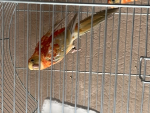 Singsittiche abzugeben (männlich&weiblich) ca. 4monate alt 