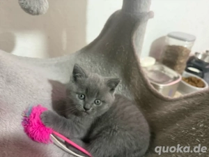  Zuckersüße Kitten suchen ein liebevolles Zuhause! 