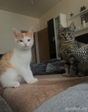 Verschmustes, verspieltes Kitten in liebevolle Hände abzugeben Bild 3