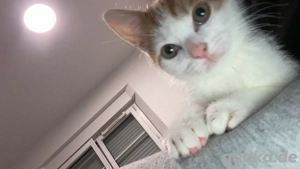 Verschmustes, verspieltes Kitten in liebevolle Hände abzugeben Bild 5