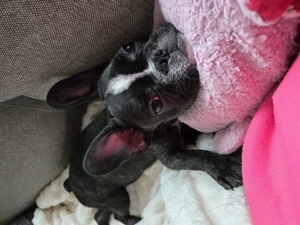 Französische Bulldogge  Bild 2