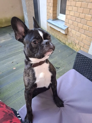 Französische Bulldogge 