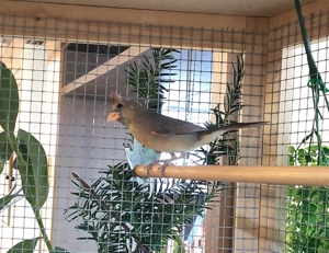 Roter Kardinal,  Bild 4