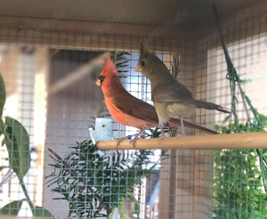 Roter Kardinal,  Bild 2