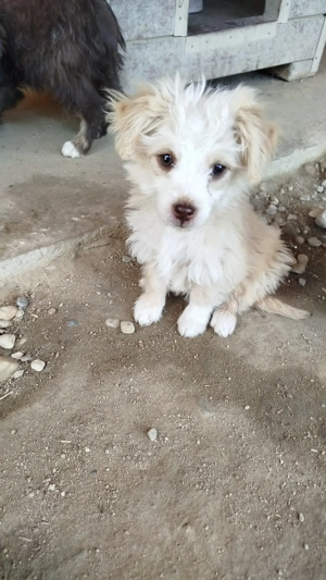 Franky - Der schüchterne Wuschel sucht ein liebevolles Zuhause