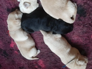 Labrador Welpen 