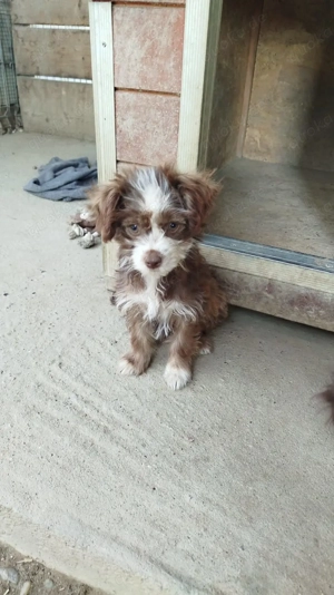 Funny - Die sanfte, neugierige Welpenmaus sucht ihre Menschen