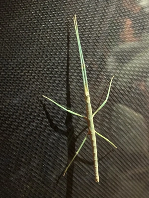 Stabschrecken Medauroidea extradentata blue