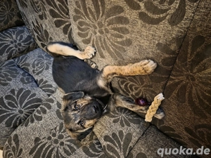 Altdeuscher schäferhund mix 