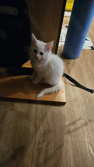 Main Coon Mix Kater 11 Wochen alt