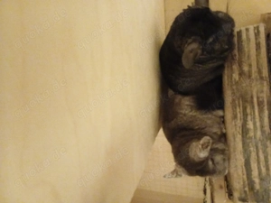 2 Chinchilla Mädels in liebevolle Hände abzugeben 
