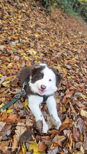 Border Collie Welpe