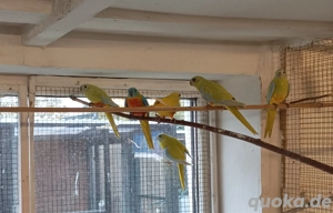 Schönsittiche abzugeben 