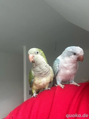 Mönchsittich Papagei Handzahm 