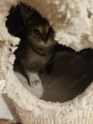 Kleiner Kater kitten Auszugsbereit 