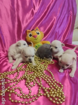 Chihuahua-Welpen zur Reservierung verfügbar