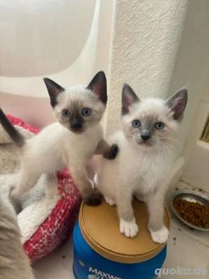 Siamkätzchen