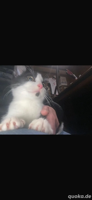 Katzenbabys (geb. 17.08.2025) suchen liebevolles Zuhause