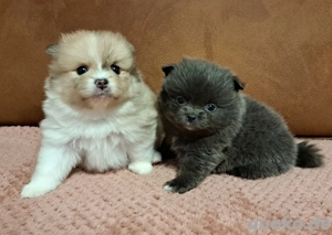 Einzigartige Pomeranian-PomChi Boys75%Poms