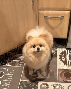 Pomerainian Prinzessin reinrassig 