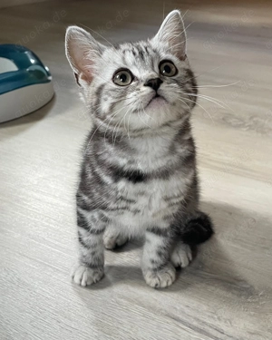 Bezaubernder Jeff bkh Kitten black silver tabby classic mit Papiere, absolut exklusiv 