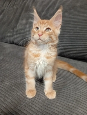 Reinrassige Maine coon Jungs mit Baumstamm