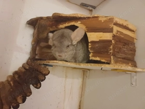 Chinchilla Weibchen 