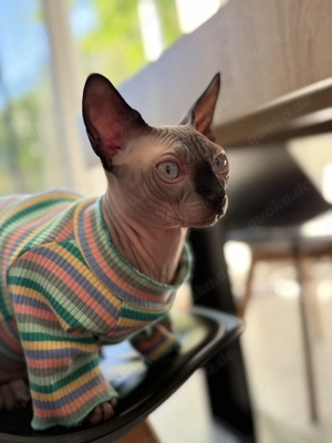 Deckkater Kanadische Sphynx (Caín)