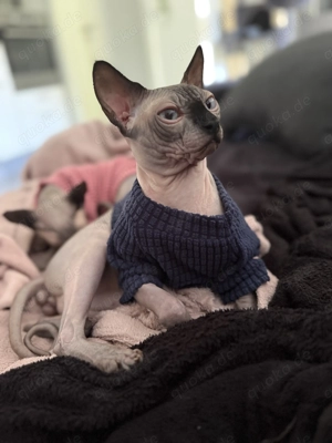 Reinrassiger Deckkater Sphynx Kanadisch
