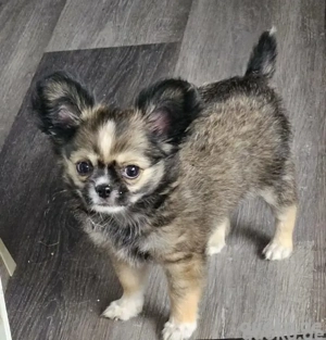 reinrassiger Chihuahua-Welpe 