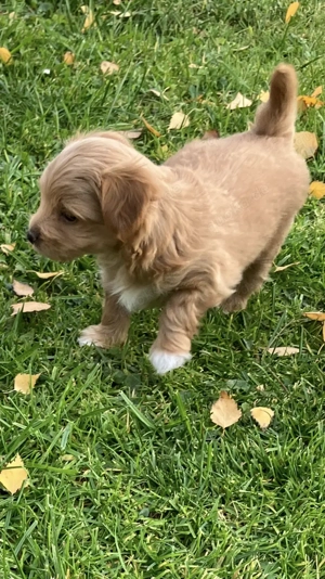 Maltipoo (Toypudel Malteser) Chihuahua Mix Welpen 