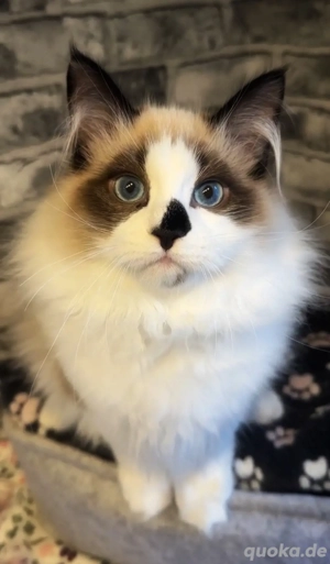 Sibirische  Neva Maquarade Kitten mit Stammbaum