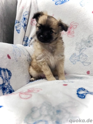 Pomchi Welpen Kuschlig weich suchen Liebes Zuhause 