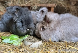 7 Angorakaninchen Babys Angora 