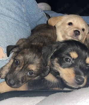 Süße Terrier-Pudel-Mischlingswelpen suchen liebevolles Zuhause