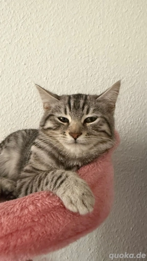 5 Monate alter Kater Brittischkurz Haar Mix