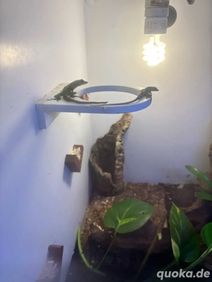 Anolis Roquet Zebrilus Pärchen