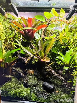 Komplettes Regenwaldterrarium