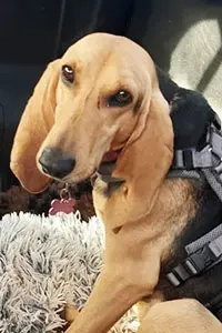 Maria sucht ein Zuhause