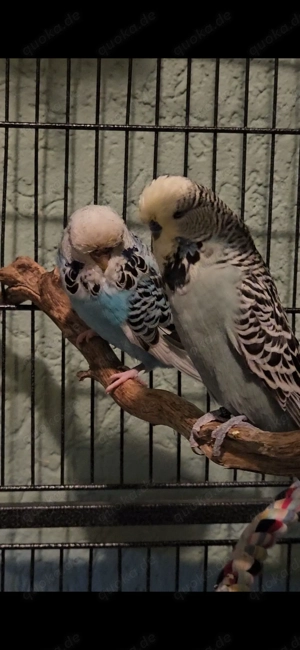 Schauwellensittich pärchen abzugeben 