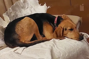 Maria sucht ein Zuhause