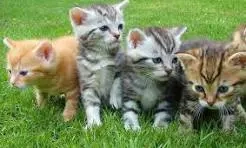 Puzzle mit Katzen zu verkaufen