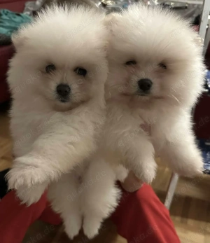 Pomerian Welpen Männchen und Weibchen 