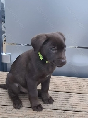 Labrador-Mischlingswelpen