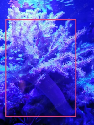 Sinularia zu verkaufen